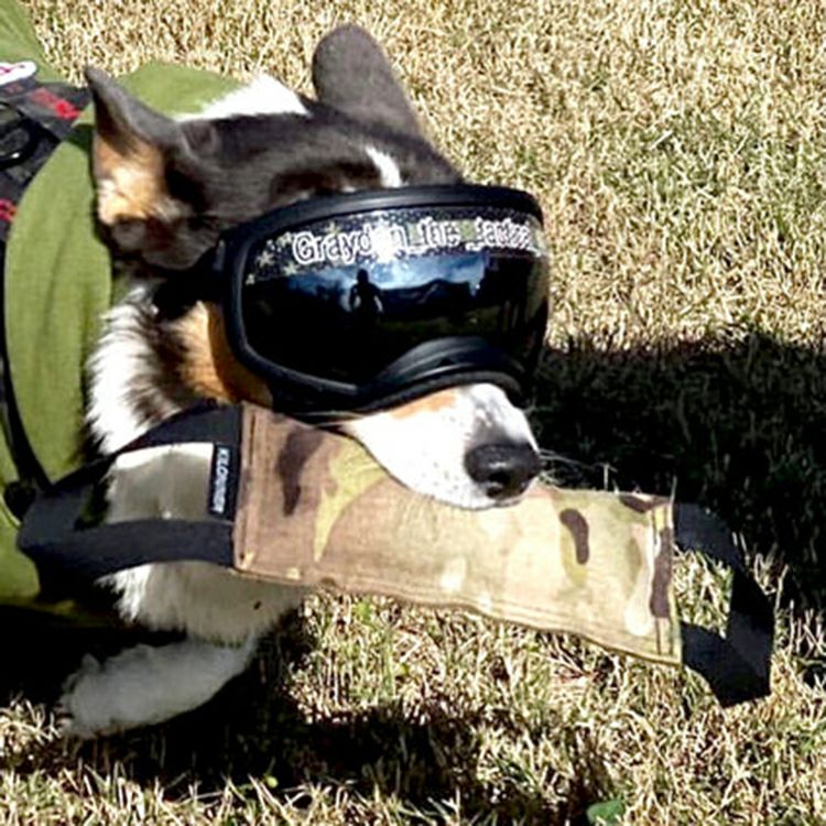 Training Tug Toy