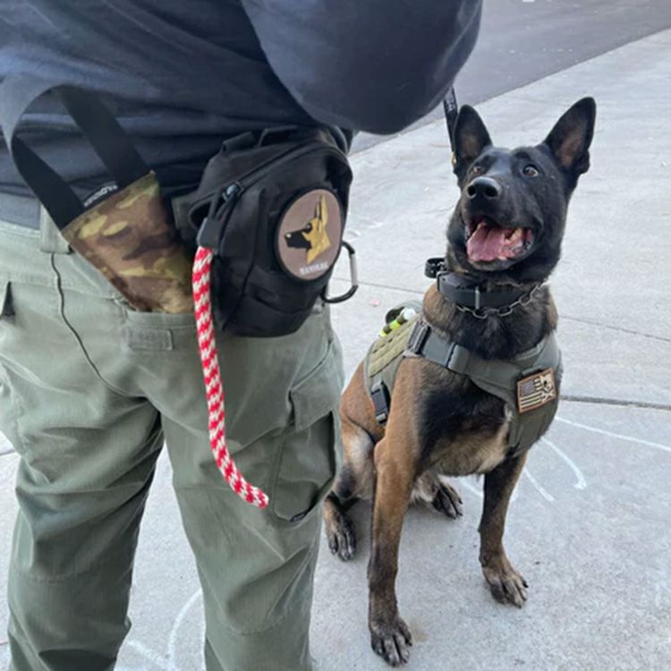 Training Tug Toy