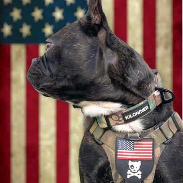 Strike Collar