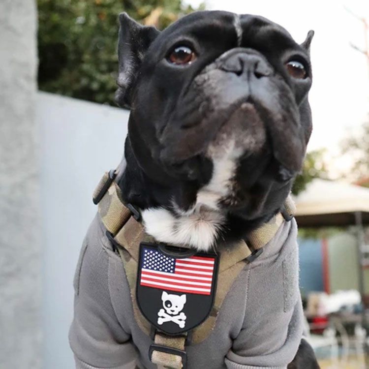 American Dog&Crossbones Shield Patch