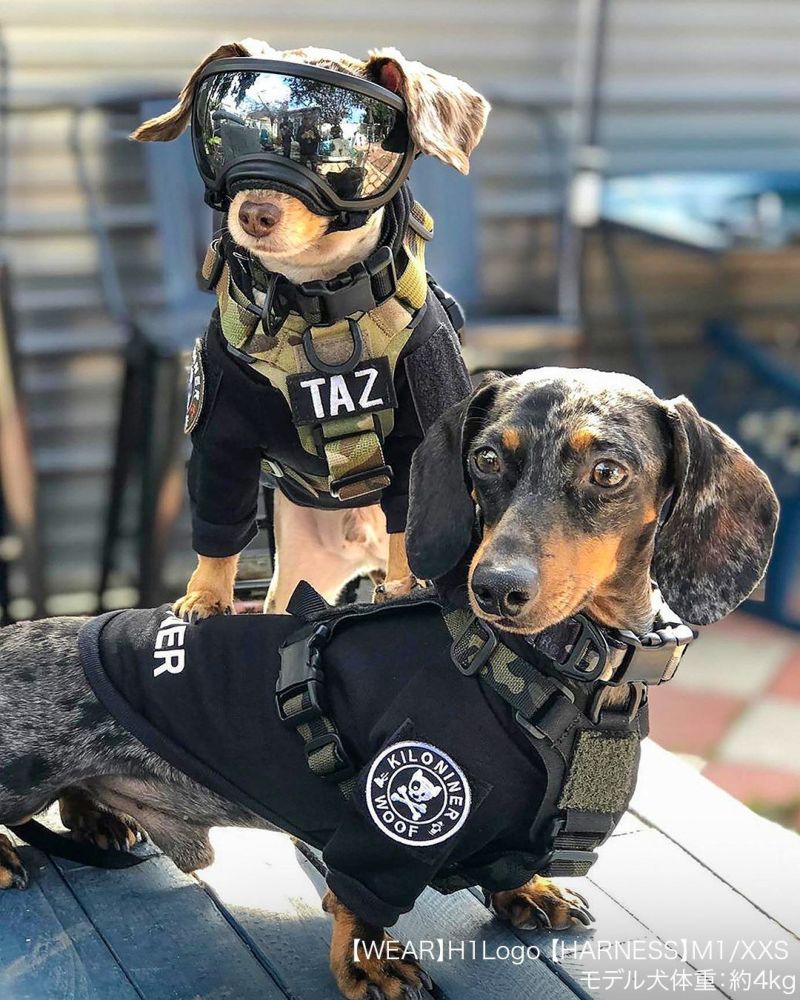 Mini Dog and Crossbones Patch