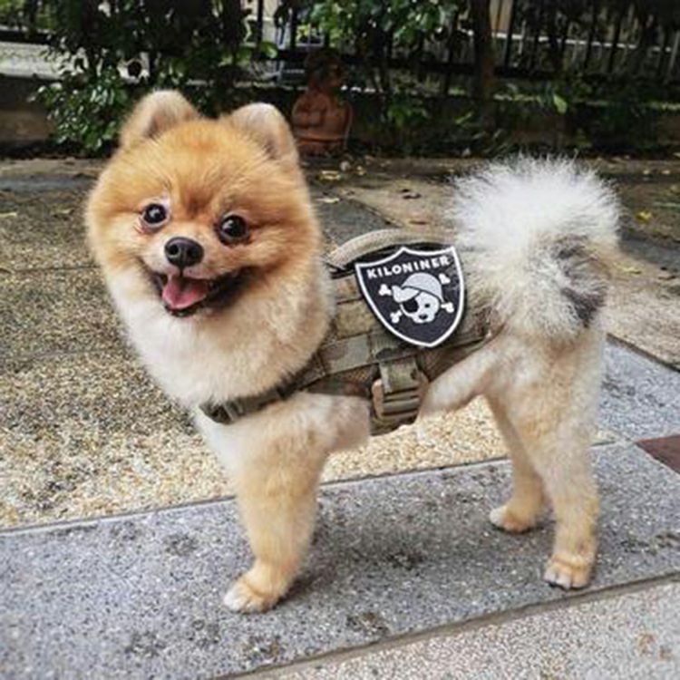 Pirate Dawg Patch