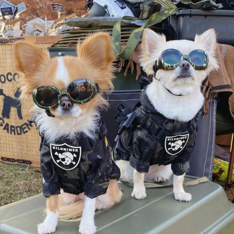 Pirate Dawg Patch