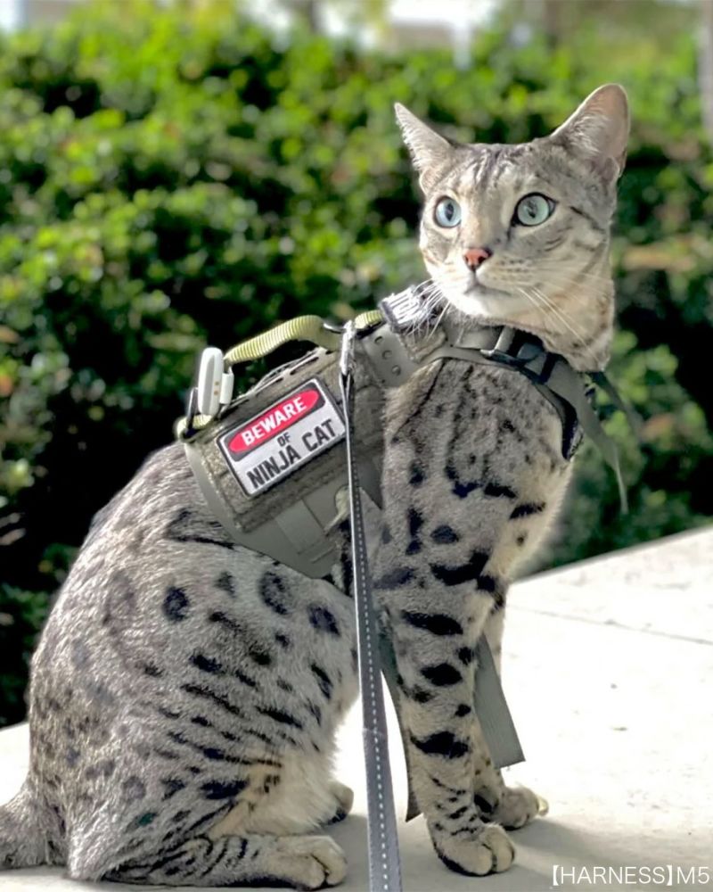 BEWARE OF NINJA CAT Patch