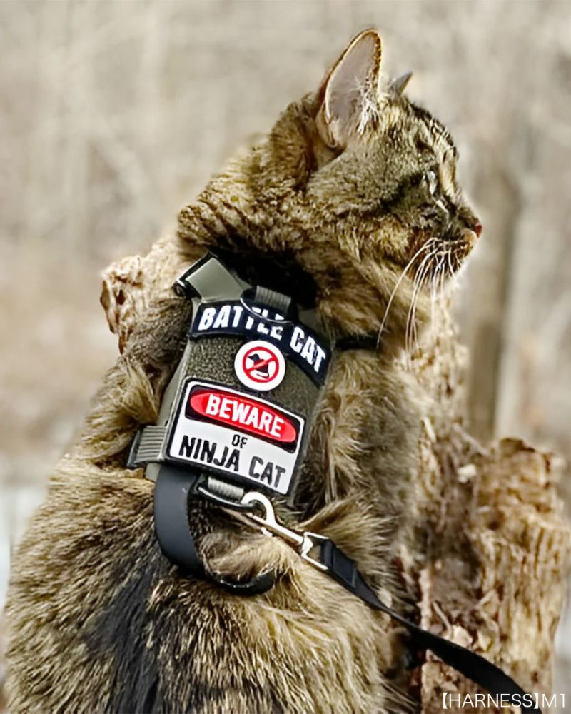 BEWARE OF NINJA CAT Patch