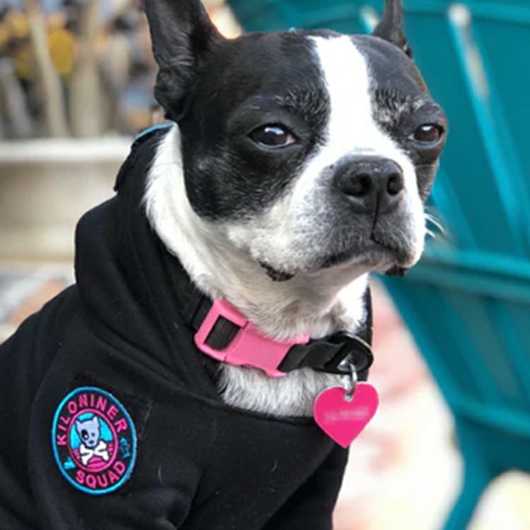 Mini Dog and Crossbones Patch(ターコイズ)
