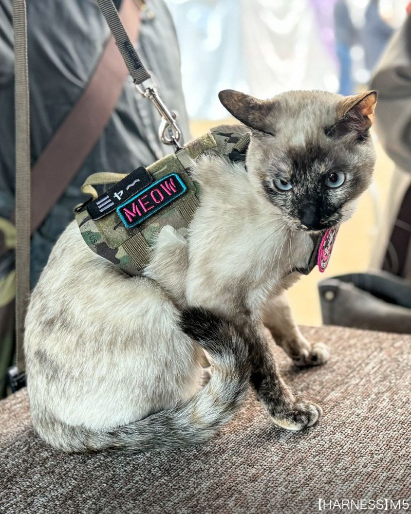 JP MEOW stencil Patch