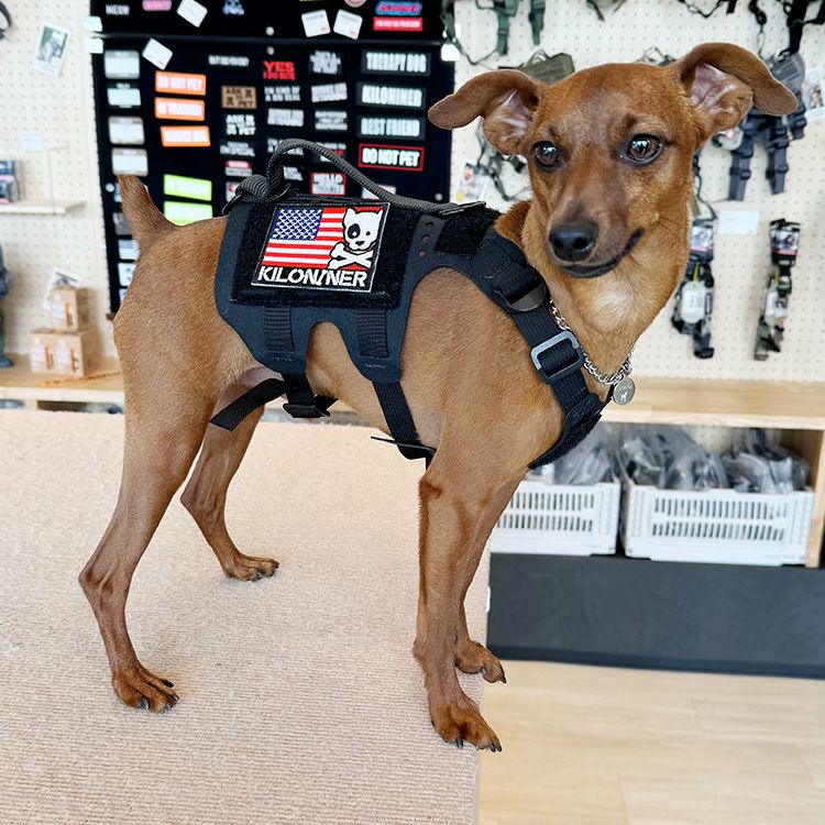 キロナイナースカルフラッグ パッチ