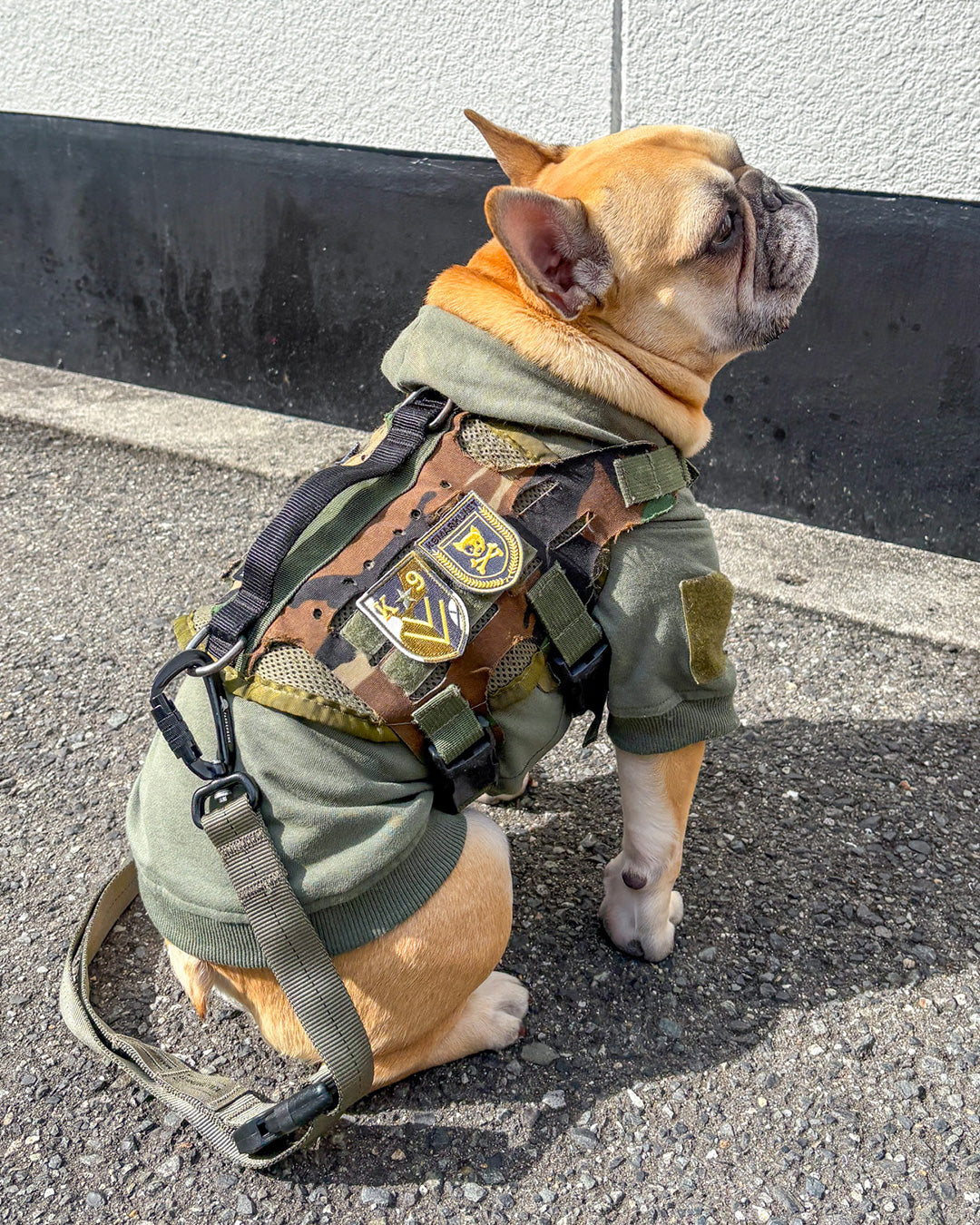 ドッグローレルリース パッチ