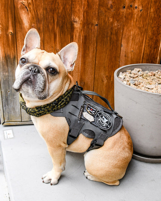 アローパウ パッチ