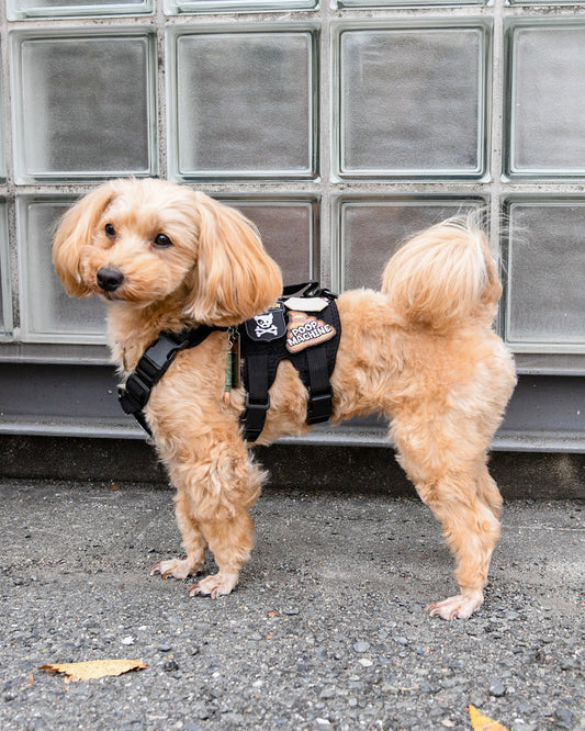 ドッグ シールド パッチ