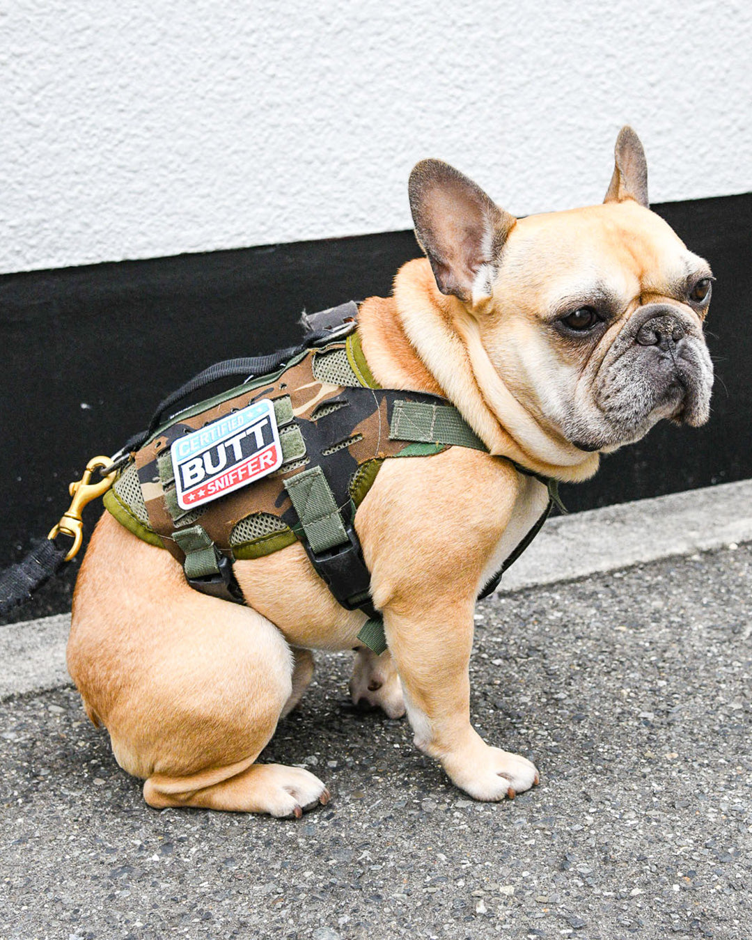 Certified Butt Sniffer Morale Patch