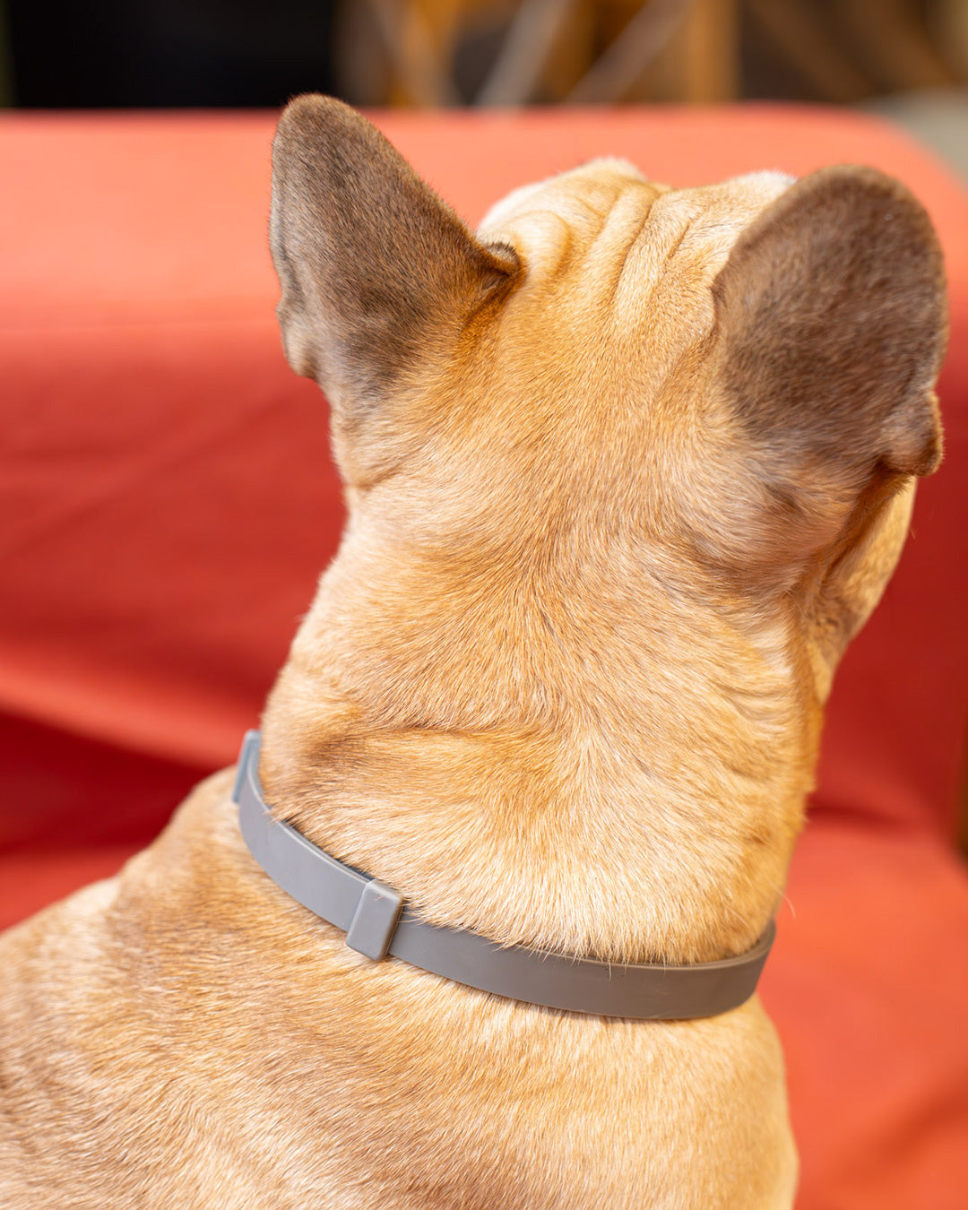 JP Bug Guard Collar