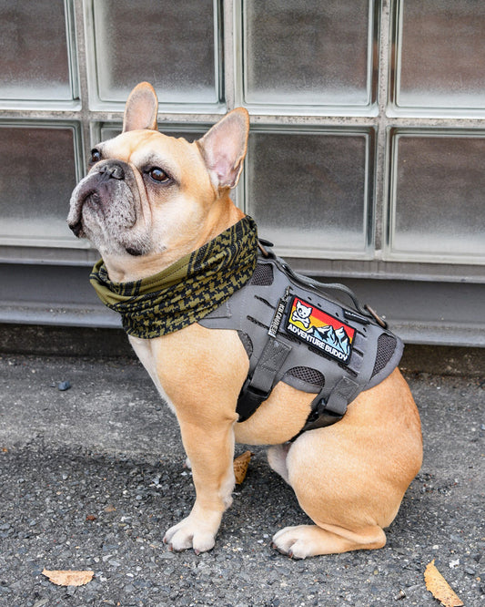 アドベンチャーバディー パッチ