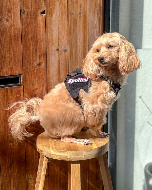 スポイルド パッチ