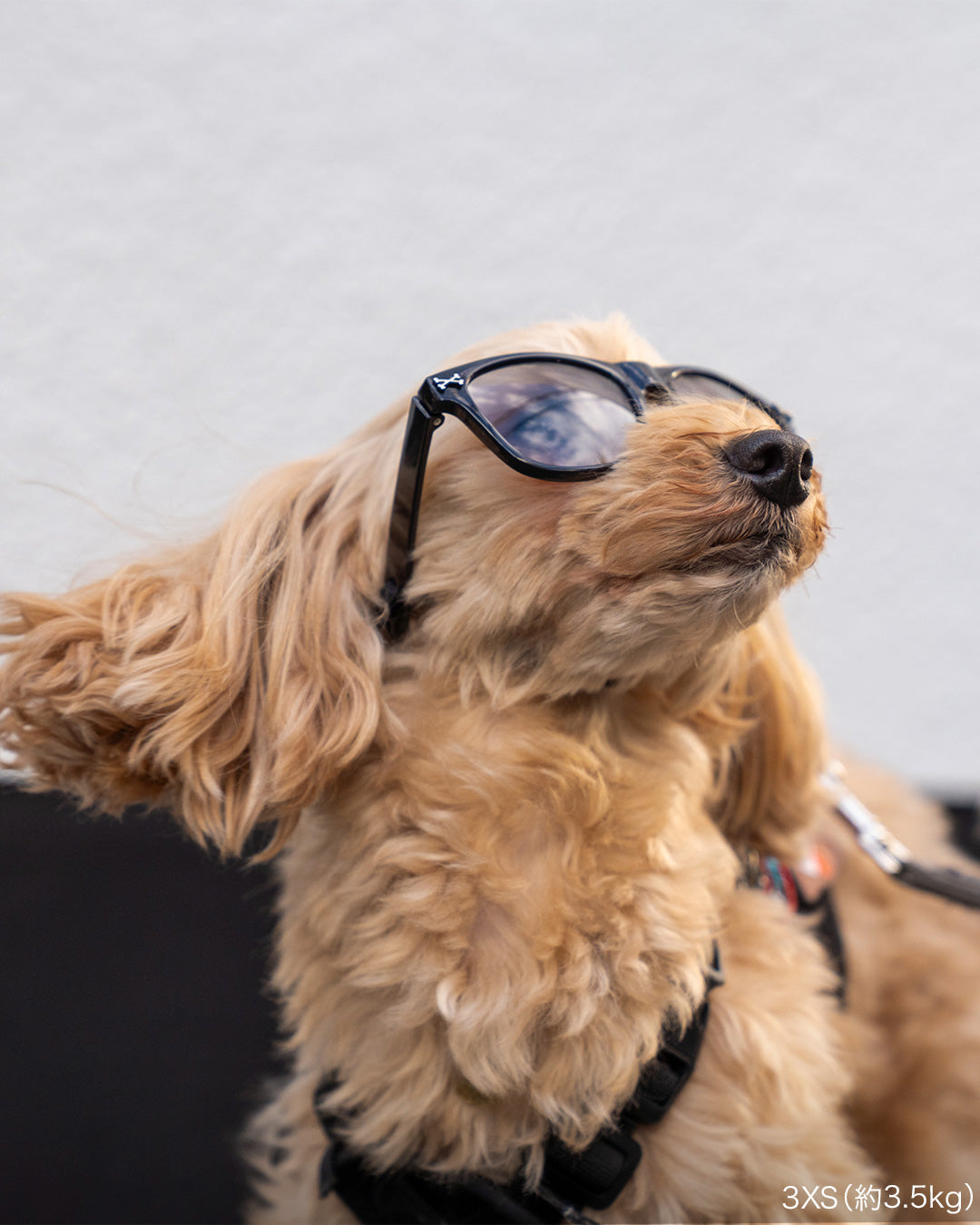 ライトシフトグラス 犬用調光サングラス