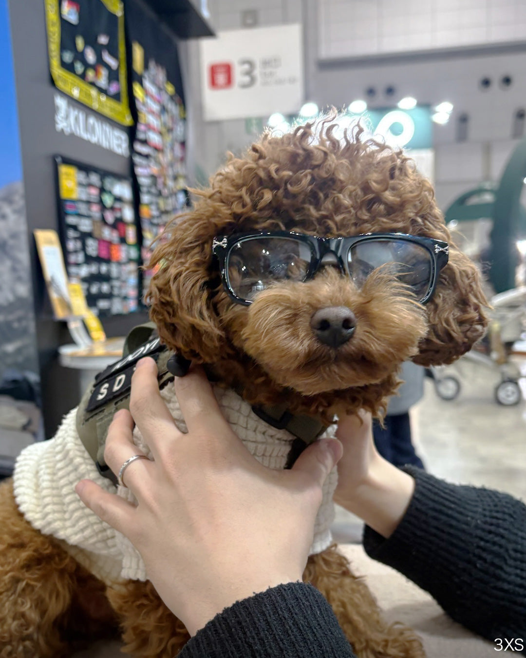 ライトシフトグラス 犬用調光サングラス