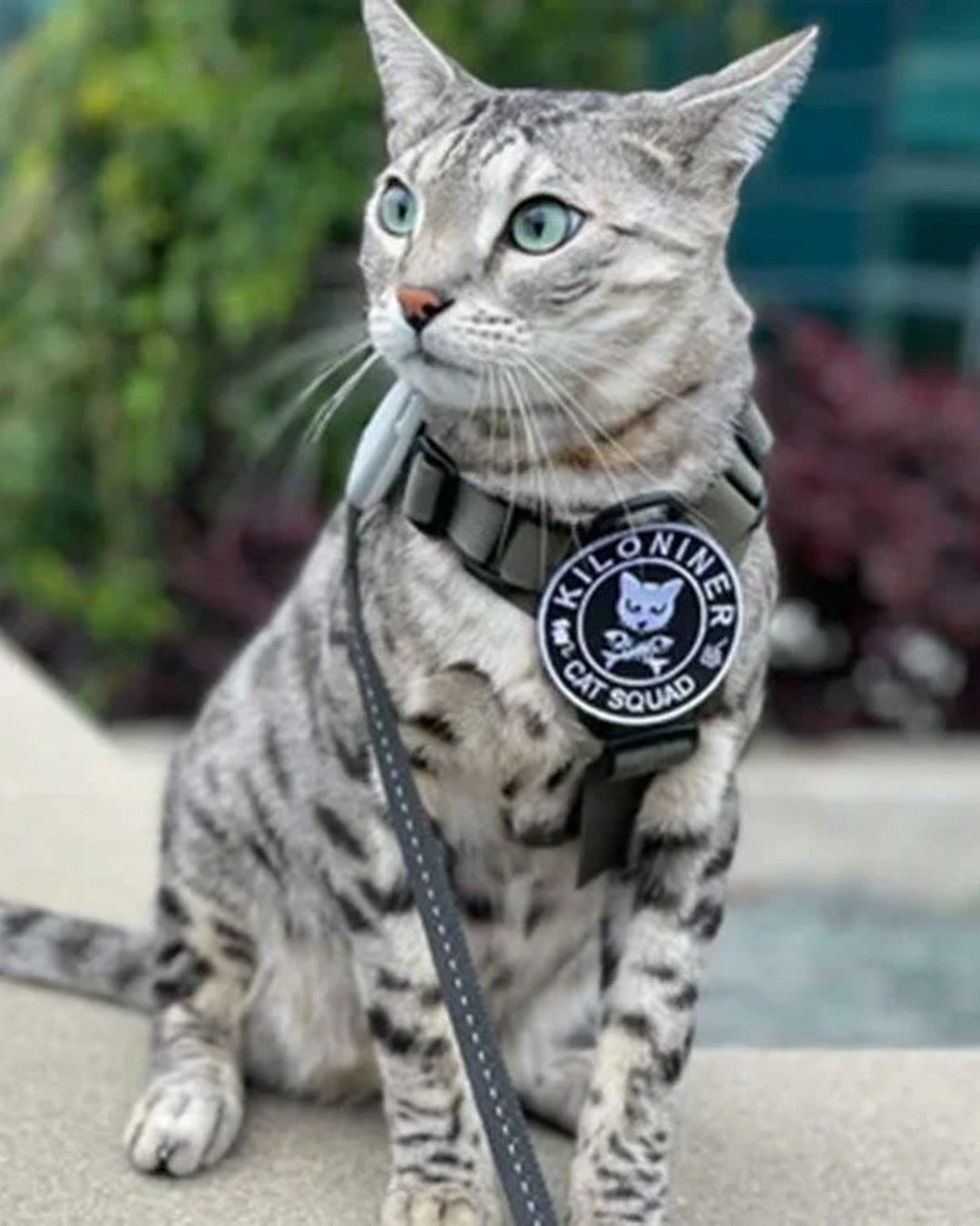 キャットスクワッド パッチ