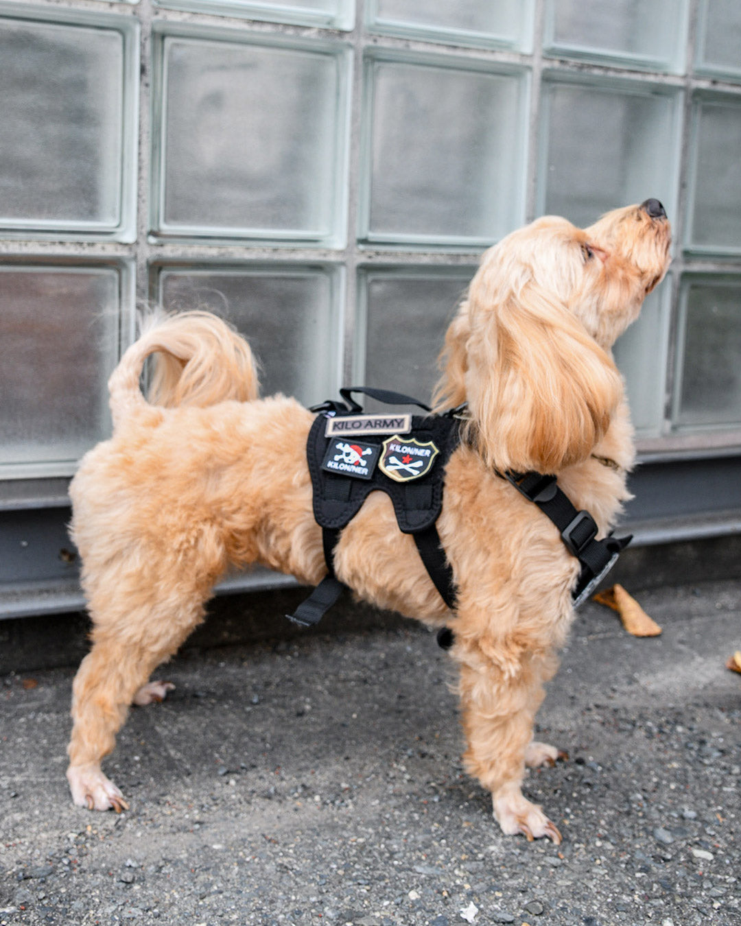 アーミー パッチ