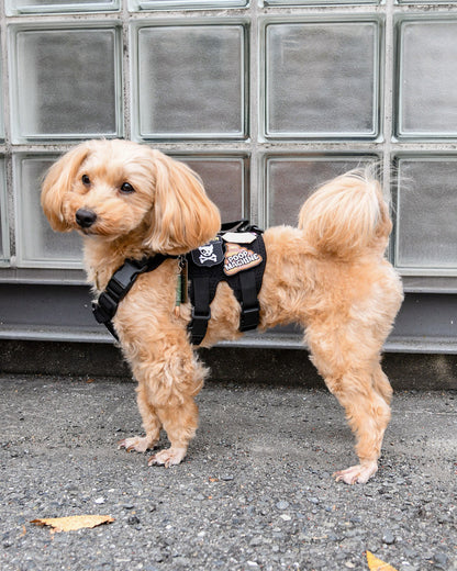 アローパウ パッチ