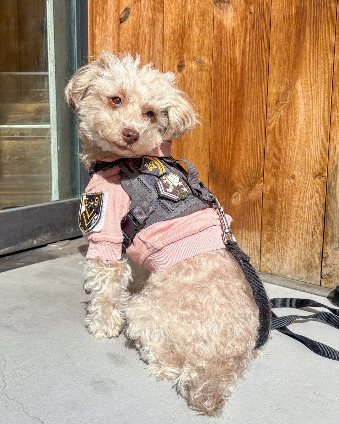 ドッグメダル パッチ