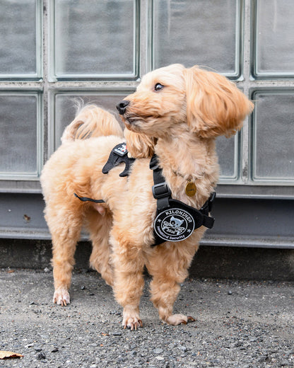 ホームランドセキュリティ パッチ