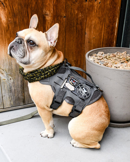 ホームランドセキュリティ パッチ