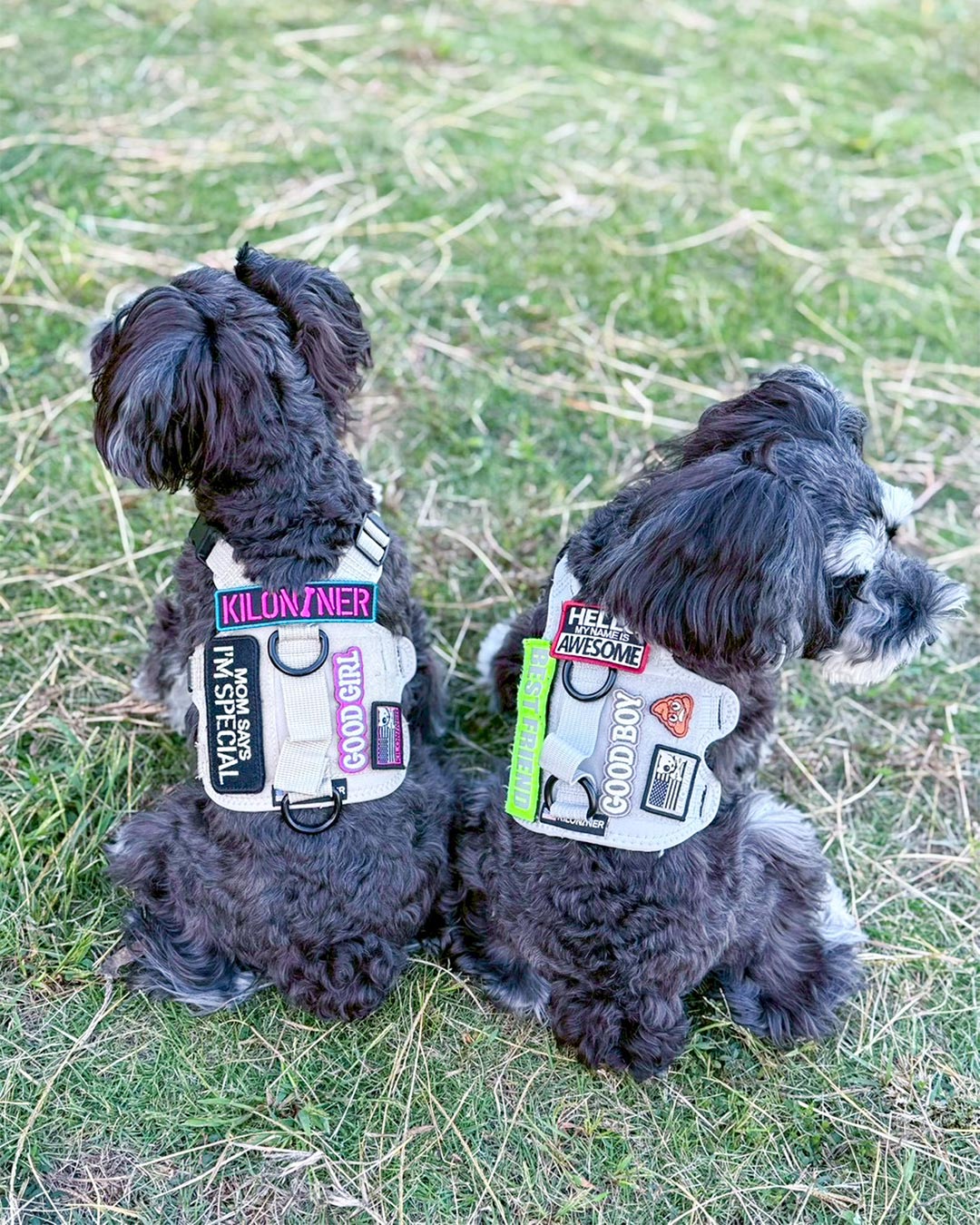 ミニ フリーダムクロスボーン パッチ