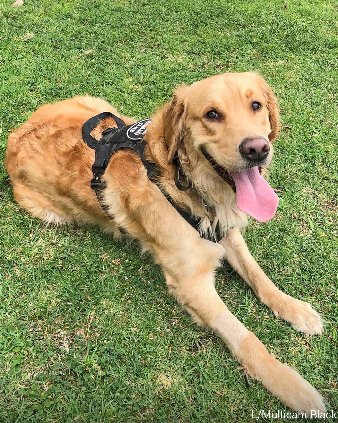 M1ハーネス（Lサイズ）