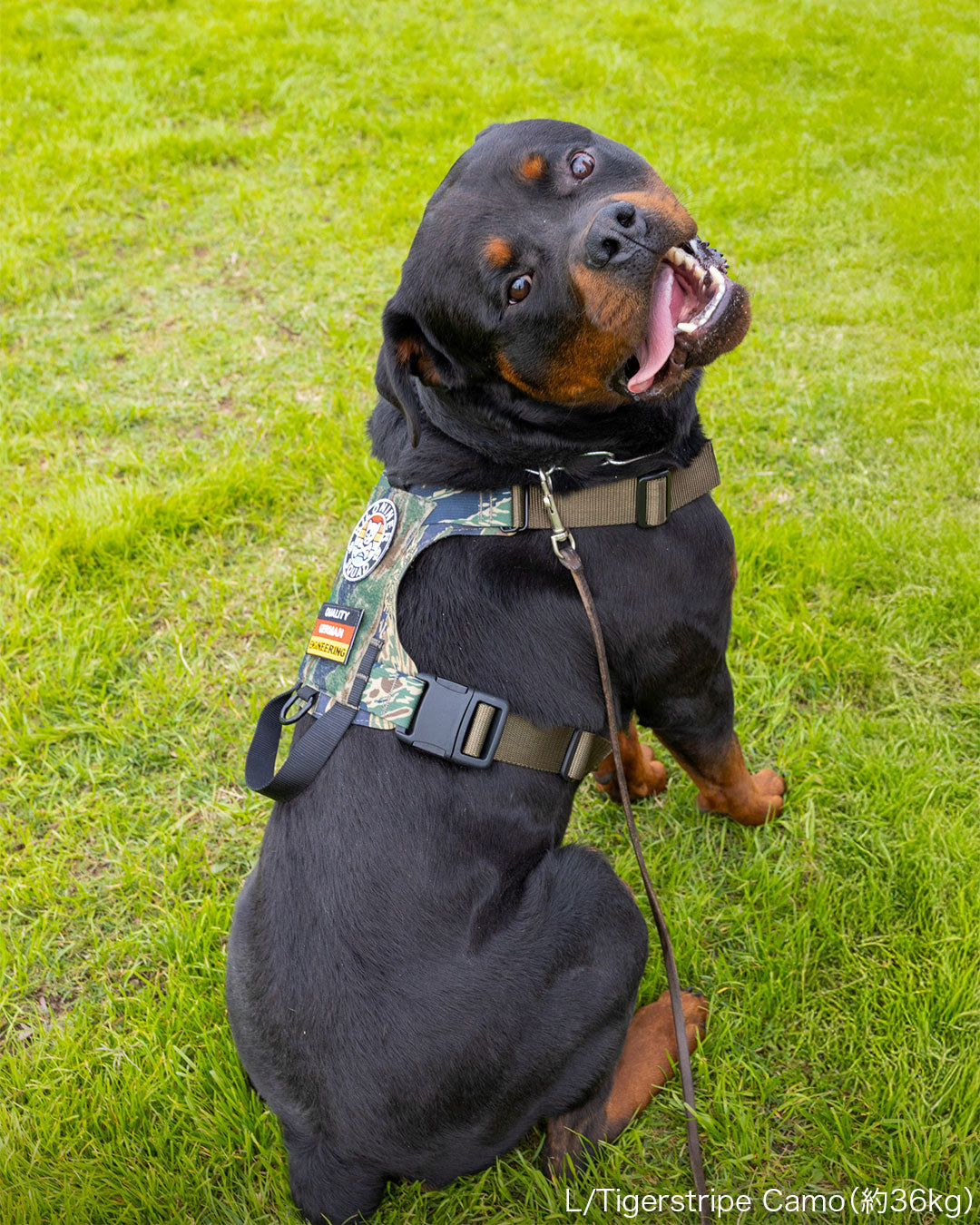 M1ハーネス（Lサイズ）