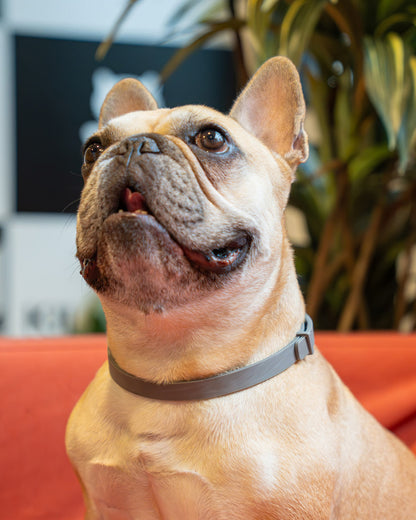 JP Bug Guard Collar
