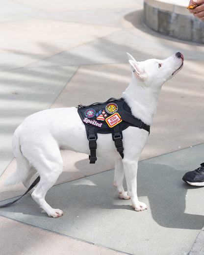 プロフェッショナルベガーパッチ
