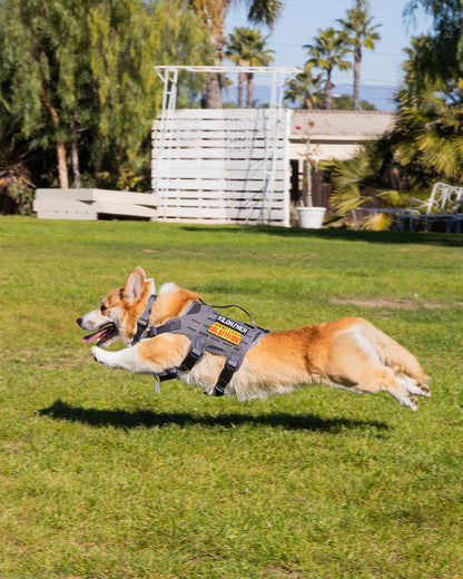 ビッグアティチュード パッチ